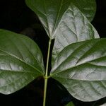 Erythrina lanceolata Leaf