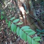 Eurycoma longifolia Blad