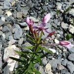 Epilobium dodonaei Sonstige