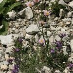 Erigeron alpinus Flor