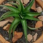 Dyckia brevifolia Лист