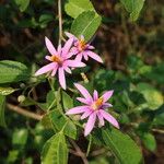 Grewia occidentalis Flower