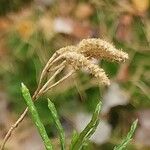 Diphasiastrum complanatum Mbuma