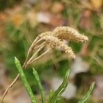 Lycopodium complanatum Fruto