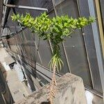 Euphorbia lathyris পাতা
