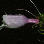 Penstemon calycosus Flor