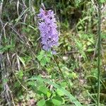 Dactylorhiza maculataBlomma