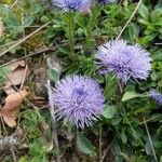 Globularia vulgaris Kvet