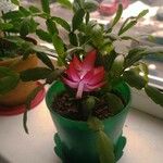 Schlumbergera bridgesii Flor