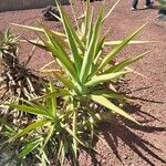 Agave decipiens Folha