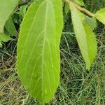 Grewia trichocarpa Hoja