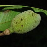 Hexalobus crispiflorus Fruitua