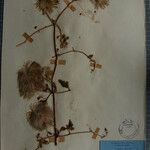 Clematis brevipes Otro