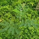 Acacia mangium Ліст