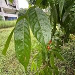 Harpullia arborea Leaf