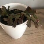 Schlumbergera truncataFolha