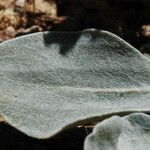 Eriogonum robustum Foglia