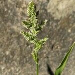 Polypogon viridis Blüte