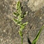 Polypogon viridis Blomma