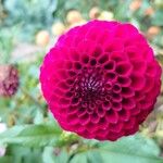 Dahlia × hortensis Květ