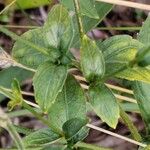 Strobilanthes pentastemonoides Ліст