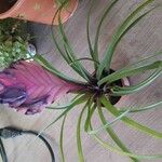 Tillandsia guatemalensis Blomst