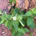 Nicotiana rustica Flor