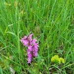 Dactylorhiza maculataFlor