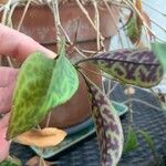 Aeschynanthus longicaulis Flower