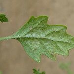 Dysphania pumilio Hoja