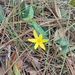 Hypoxis juncea Flower