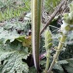 Salvia austriaca Bark