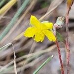 Helianthemum oelandicumBlomst