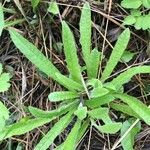 Plantago virginica Blatt