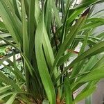 Cymbidium devonianum Лист