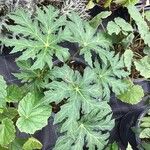 Begonia sikkimensis Leaf