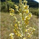 Verbascum lychnitis Λουλούδι