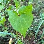 Fagopyrum tataricum Leaf