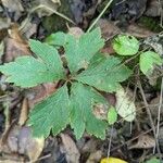 Sanicula canadensis Hoja