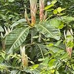 Rhododendron sinogrande Blad