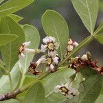 Schrebera alata Flor