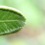 Pteris hamulosa Leaf