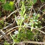 Thesium rostratum Flower