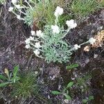 Antennaria carpatica Fleur