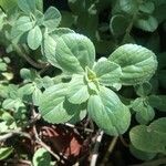 Clinopodium douglasii (Benth)Foglia