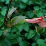 Barleria repens Flor