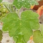 Pelargonium caylae Hoja