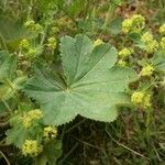 Alchemilla acutiloba Φύλλο