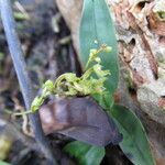 Angraecopsis elliptica Habitatea