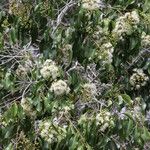 Syzygium guineense Hábito